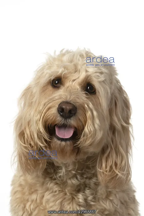 : DOG. Cockerpoo, head & shoulders, face expressions : DOG. Cockerpoo, head & shoulders, face expressions