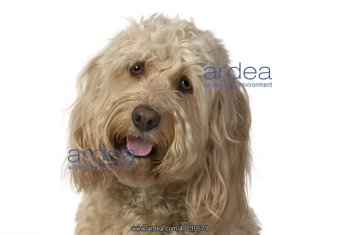 : DOG. Cockerpoo, head & shoulders, face expressions : DOG. Cockerpoo, head & shoulders, face expressions