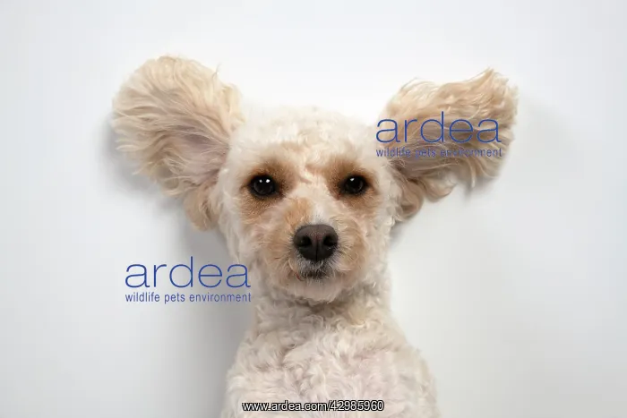 : DOG. Cockerpoo, laying on the ground, ears out, studio : DOG. Cockerpoo, laying on the ground, ears out, studio