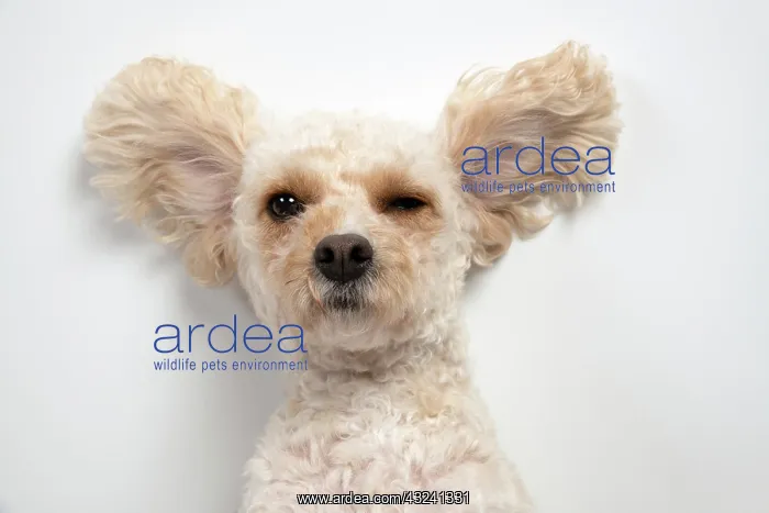 : DOG. Cockerpoo, laying on the ground, ears out, studio : DOG. Cockerpoo, laying on the ground, ears out, studio