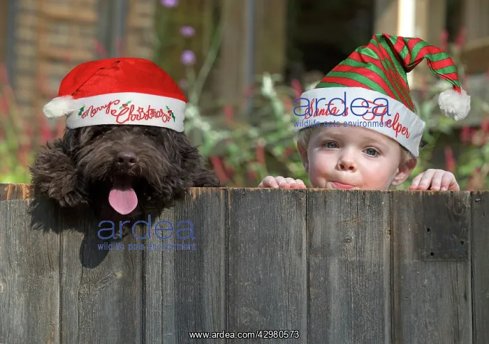 : DOG. Cockerpoo and little boy looking over a fence : DOG. Cockerpoo and little boy looking over a fence