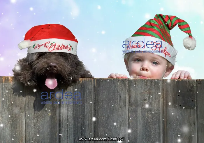 : DOG. Cockerpoo and little boy looking over a fence : DOG. Cockerpoo and little boy looking over a fence