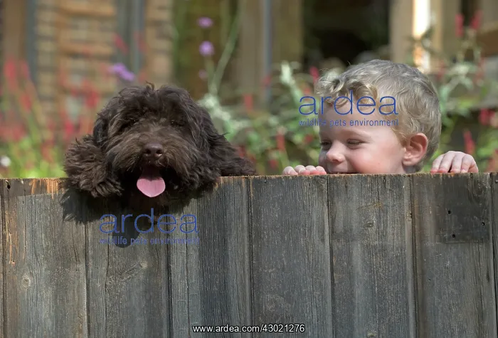  : Dog Cockerpoo and little boy looking over a fence