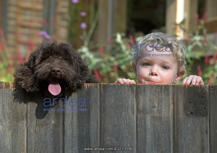  : Dog Cockerpoo and little boy looking over a fence