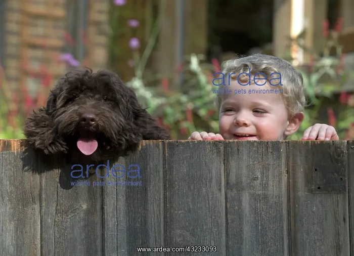  : Dog Cockerpoo and little boy looking over a fence
