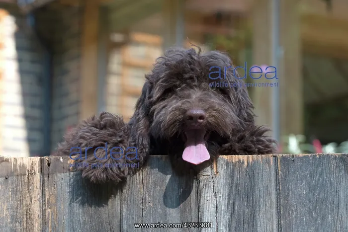 : Dog Cockerpoo looking over a fence