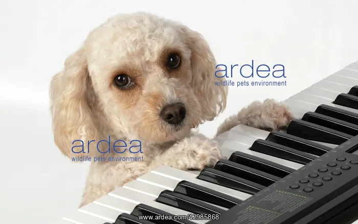 : DOG. Cockerpoo, paws on a keyboard, sad eyes, studio : DOG. Cockerpoo, paws on a keyboard, sad eyes, studio