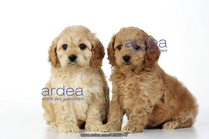 : Dog. Cockerpoo puppies : Dog. Cockerpoo puppies
