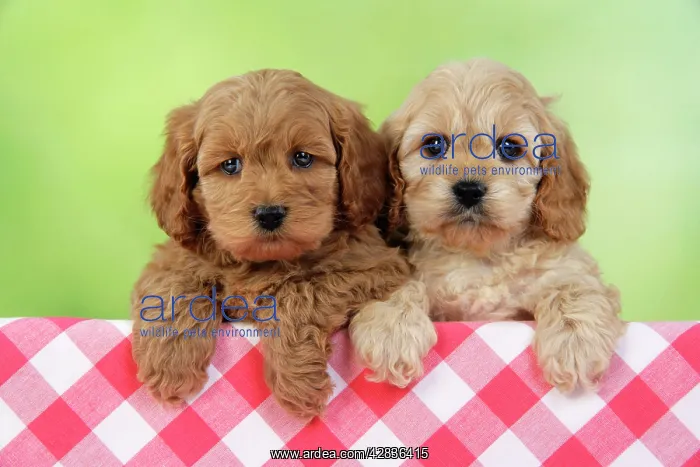 : Dog. Cockerpoo puppies (7 weeks old) : Dog. Cockerpoo puppies (7 weeks old)