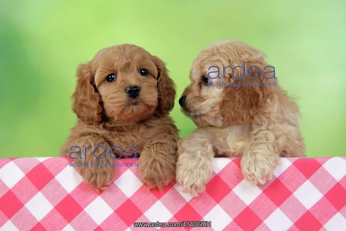 : Dog. Cockerpoo puppies (7 weeks old) : Dog. Cockerpoo puppies (7 weeks old)