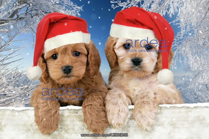 : Dog - Cockerpoo puppies (7 weeks old) looking over : Dog - Cockerpoo puppies (7 weeks old) looking over