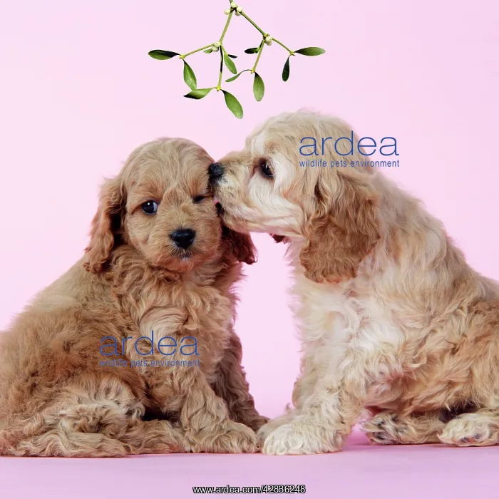 : Dog. Cockerpoo puppies (7 weeks old) under mistletoe : Dog. Cockerpoo puppies (7 weeks old) under mistletoe