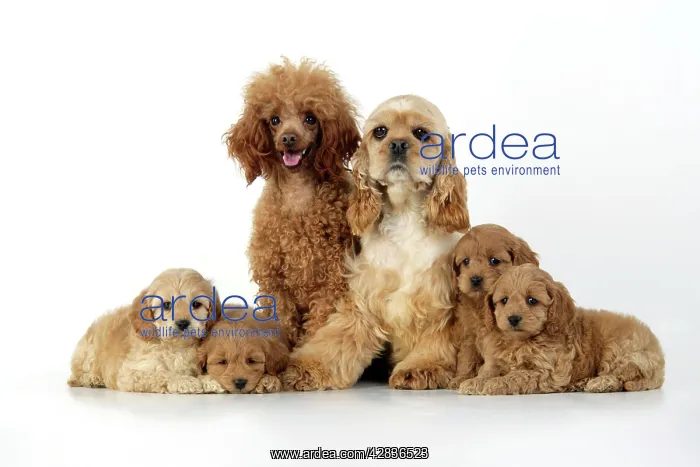  : Dog. Cockerpoo puppies (7 weeks old) with parents