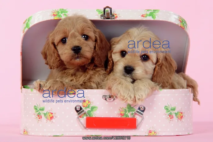 : Dog. Cockerpoo puppies (7 weeks old) in pink suitcase : Dog. Cockerpoo puppies (7 weeks old) in pink suitcase