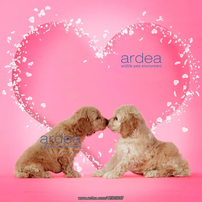 : Dog - Cockerpoo puppies (7 weeks old) touching : Dog - Cockerpoo puppies (7 weeks old) touching