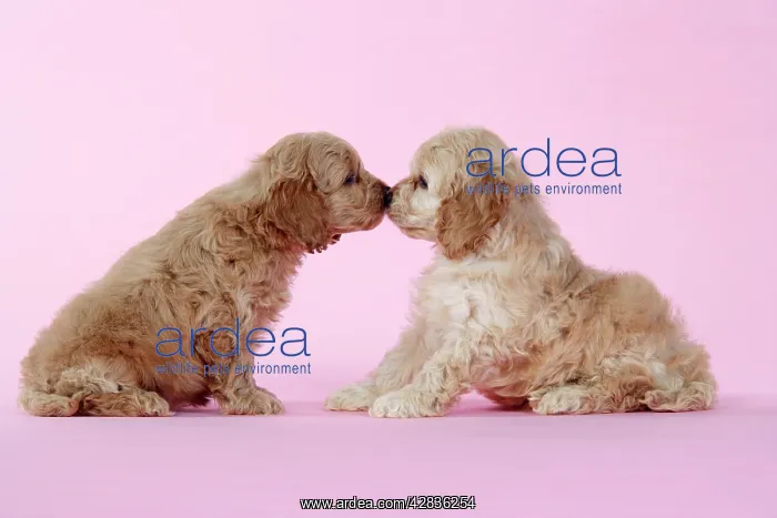 : Dog. Cockerpoo puppies (7 weeks old) touching noses : Dog. Cockerpoo puppies (7 weeks old) touching noses
