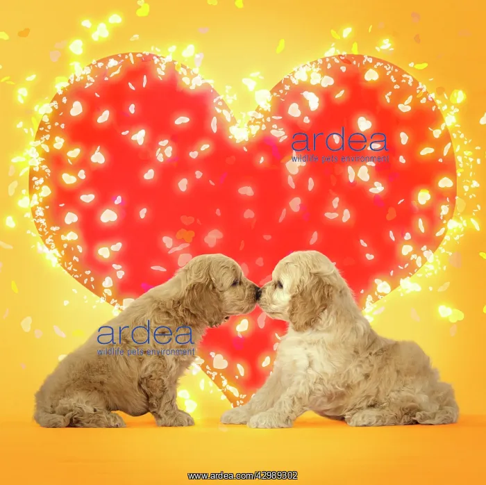 : Dog. Cockerpoo puppies (7 weeks old) touching noses : Dog. Cockerpoo puppies (7 weeks old) touching noses