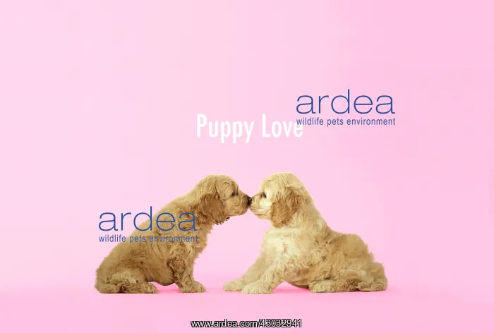  : Dog. Cockerpoo puppies (7 weeks old) touching noses