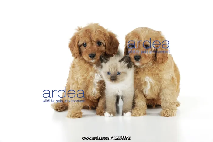: DOG. Cockerpoo puppies (Poodle X Cocker Spaniel : DOG. Cockerpoo puppies (Poodle X Cocker Spaniel