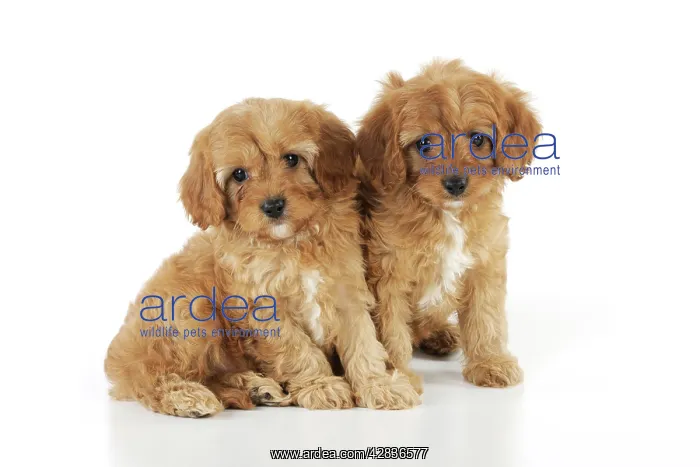 : DOG. Cockerpoo puppies (Poodle X Cocker Spaniel ) 7 wks old : DOG. Cockerpoo puppies (Poodle X Cocker Spaniel ) 7 wks old