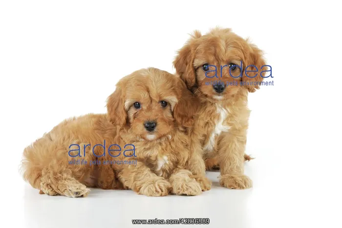 : DOG. Cockerpoo puppies (Poodle X Cocker Spaniel ) 7 wks old : DOG. Cockerpoo puppies (Poodle X Cocker Spaniel ) 7 wks old