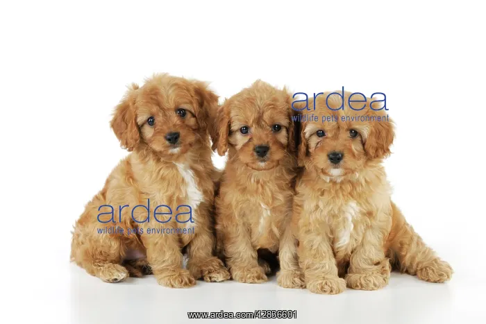 : DOG. Cockerpoo puppies (Poodle X Cocker Spaniel ) 7 wks old : DOG. Cockerpoo puppies (Poodle X Cocker Spaniel ) 7 wks old