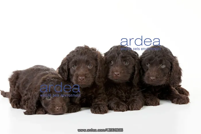 : DOG - Cockerpoo puppies sitting together (7 weeks) : DOG - Cockerpoo puppies sitting together (7 weeks)