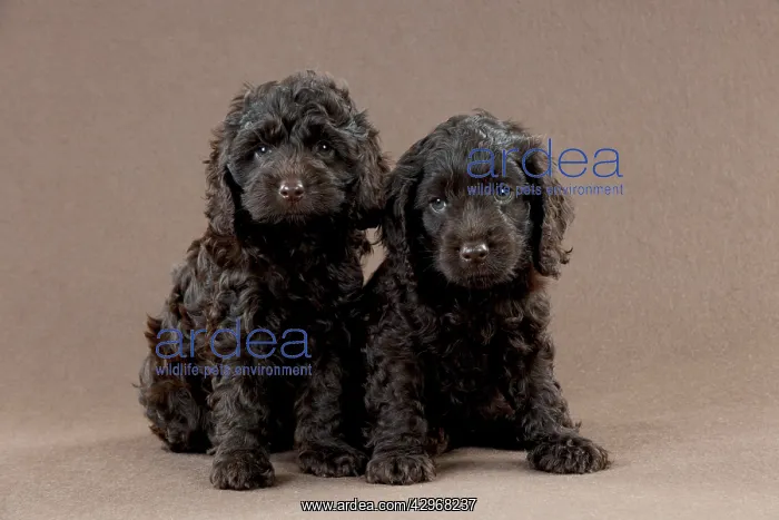 : DOG - Cockerpoo puppies sitting together (7 weeks) : DOG - Cockerpoo puppies sitting together (7 weeks)