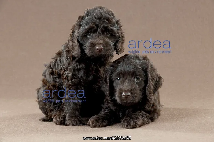 : DOG - Cockerpoo puppies sitting together (7 weeks) : DOG - Cockerpoo puppies sitting together (7 weeks)