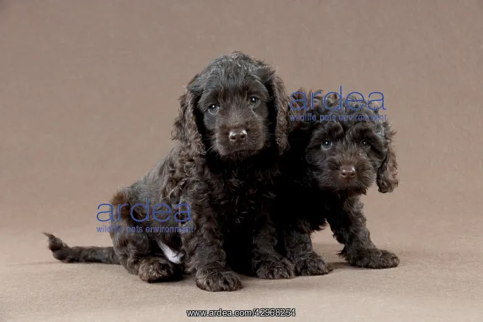 : DOG - Cockerpoo puppies sitting together (7 weeks) : DOG - Cockerpoo puppies sitting together (7 weeks)