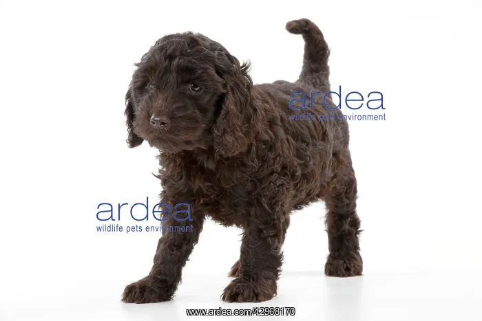 : DOG - Cockerpoo puppy (7 weeks) : DOG - Cockerpoo puppy (7 weeks)
