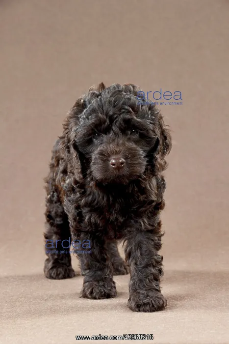 : DOG - Cockerpoo puppy (7 weeks) : DOG - Cockerpoo puppy (7 weeks)