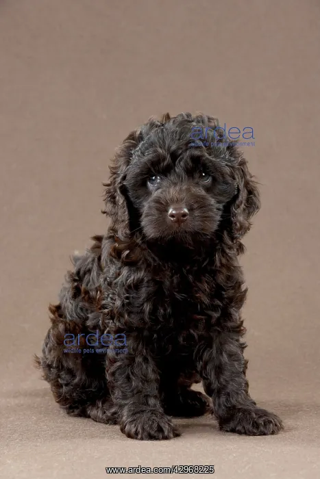 : DOG - Cockerpoo puppy (7 weeks) : DOG - Cockerpoo puppy (7 weeks)