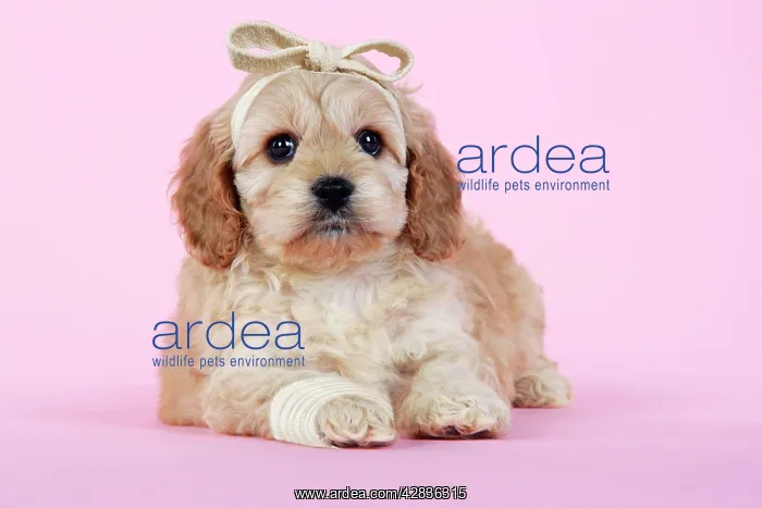 : Dog. Cockerpoo puppy (7 weeks old) with bandaged : Dog. Cockerpoo puppy (7 weeks old) with bandaged