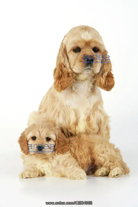 : Dog. Cockerpoo puppy (7 weeks old) with mother : Dog. Cockerpoo puppy (7 weeks old) with mother