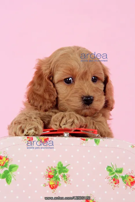 : Dog. Cockerpoo puppy (7 weeks old) with pink background : Dog. Cockerpoo puppy (7 weeks old) with pink background