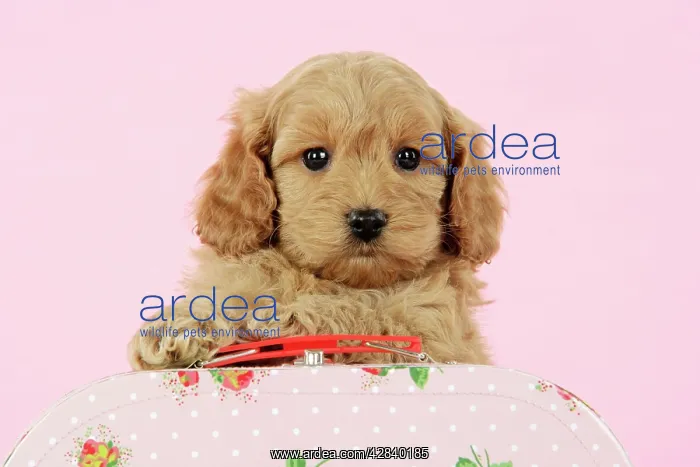 : Dog. Cockerpoo puppy (7 weeks old) with pink background : Dog. Cockerpoo puppy (7 weeks old) with pink background