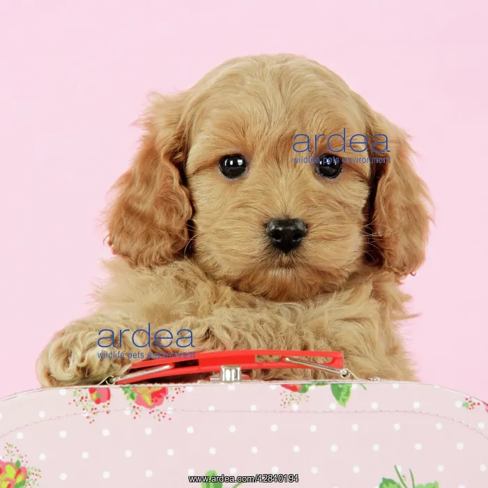: Dog. Cockerpoo puppy (7 weeks old) with pink background : Dog. Cockerpoo puppy (7 weeks old) with pink background