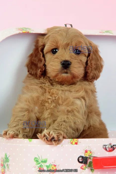 : Dog. Cockerpoo puppy (7 weeks old) in pink suitcase : Dog. Cockerpoo puppy (7 weeks old) in pink suitcase