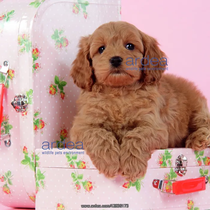 : Dog. Cockerpoo puppy (7 weeks old) on pink suitcase : Dog. Cockerpoo puppy (7 weeks old) on pink suitcase