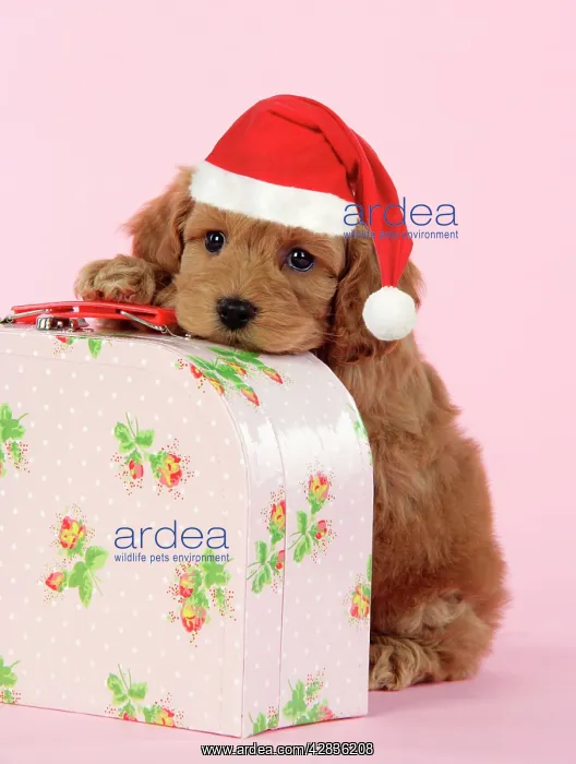 : Dog. Cockerpoo puppy (7 weeks old) on pink suitcase : Dog. Cockerpoo puppy (7 weeks old) on pink suitcase