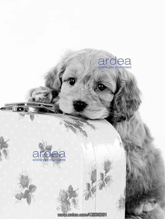 : Dog. Cockerpoo puppy (7 weeks old) on suitcase : Dog. Cockerpoo puppy (7 weeks old) on suitcase