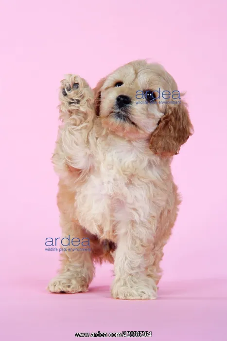 : Dog. Cockerpoo puppy (7 weeks old) waving : Dog. Cockerpoo puppy (7 weeks old) waving