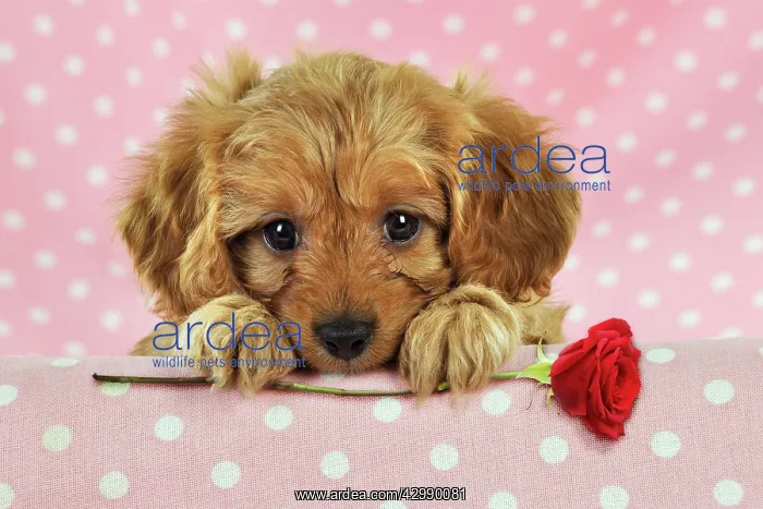 : DOG. Cockerpoo puppy (Poodle X Cocker Spaniel ) : DOG. Cockerpoo puppy (Poodle X Cocker Spaniel )