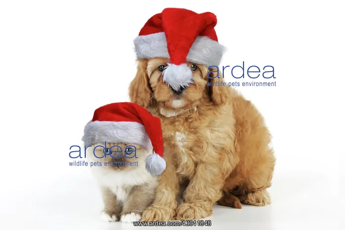 : DOG. Cockerpoo puppy (Poodle X Cocker Spaniel : DOG. Cockerpoo puppy (Poodle X Cocker Spaniel