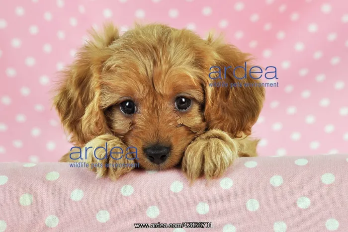 : DOG. Cockerpoo puppy (Poodle X Cocker Spaniel ) 7 wks old : DOG. Cockerpoo puppy (Poodle X Cocker Spaniel ) 7 wks old