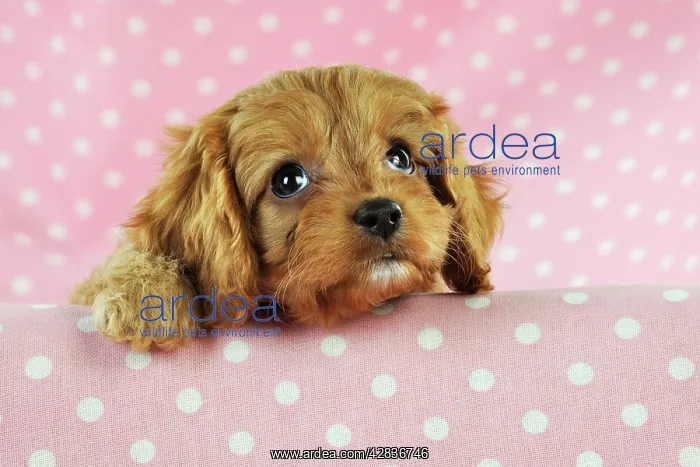 : DOG. Cockerpoo puppy (Poodle X Cocker Spaniel ) 7 wks old : DOG. Cockerpoo puppy (Poodle X Cocker Spaniel ) 7 wks old