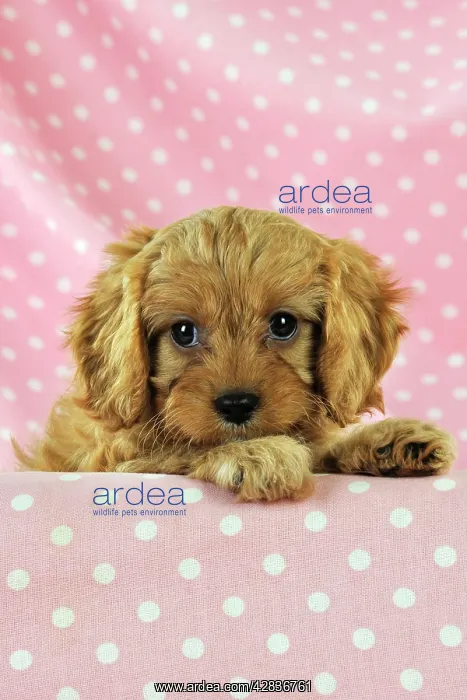 : DOG. Cockerpoo puppy (Poodle X Cocker Spaniel ) 7 wks old : DOG. Cockerpoo puppy (Poodle X Cocker Spaniel ) 7 wks old
