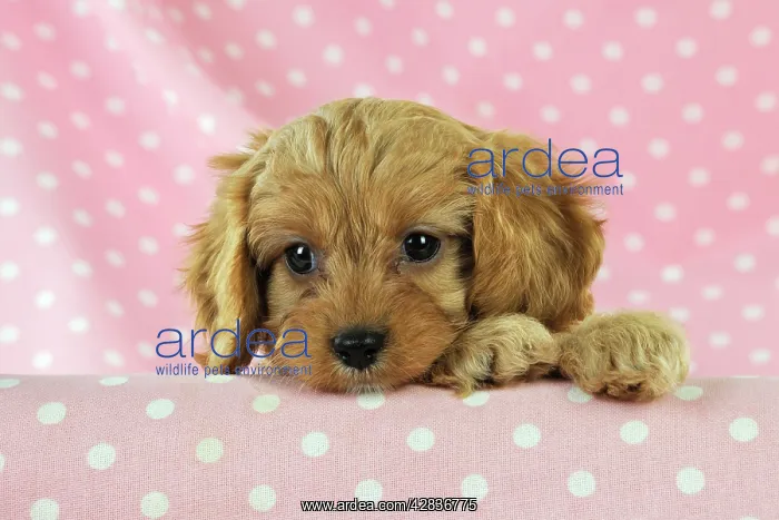 : DOG. Cockerpoo puppy (Poodle X Cocker Spaniel ) 7 wks old : DOG. Cockerpoo puppy (Poodle X Cocker Spaniel ) 7 wks old