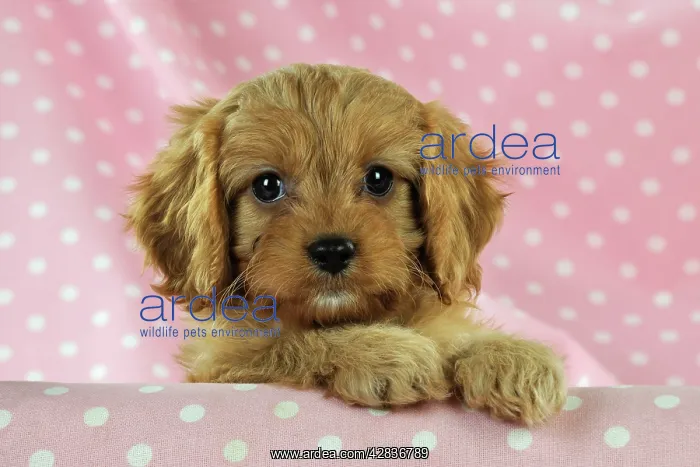 : DOG. Cockerpoo puppy (Poodle X Cocker Spaniel ) 7 wks old : DOG. Cockerpoo puppy (Poodle X Cocker Spaniel ) 7 wks old